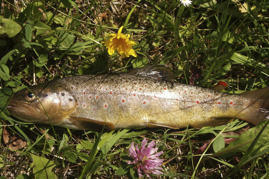 Angelurlaub im 3 Sterne Hotel & Gasthof Markterwirt, Altenmarkt-Zauchensee im Pongau, Salzburger Land Angelurlaub im 3 Sterne Hotel & Gasthof Markterwirt, Altenmarkt-Zauchensee im Pongau, Salzburger Land