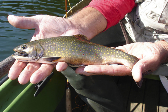 Angelurlaub im 3 Sterne Hotel & Gasthof Markterwirt, Altenmarkt-Zauchensee im Pongau, Salzburger Land Angelurlaub im 3 Sterne Hotel & Gasthof Markterwirt, Altenmarkt-Zauchensee im Pongau, Salzburger Land