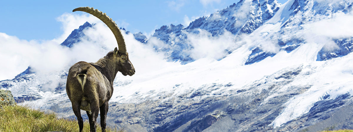 Ausflugsziele vom 3 Sterne Hotel & Gasthof Markterwirt in Altenmarkt-Zauchensee – Wildpark Ferleiten Ausflugsziele vom 3 Sterne Hotel & Gasthof Markterwirt in Altenmarkt-Zauchensee – Wildpark Ferleiten